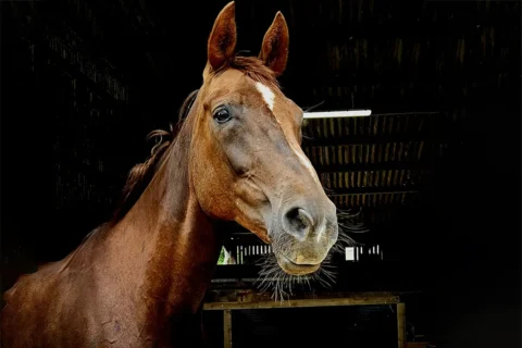 rein & shine riding school - cotswold lakes