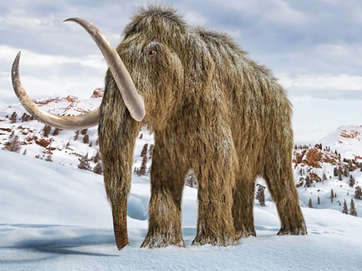 woolly mammoth