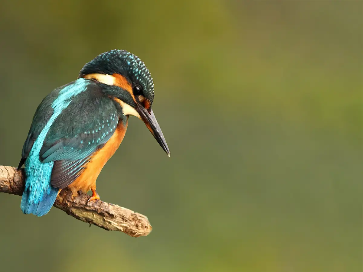 kingfisher © Dave Soons - cotswold lakes